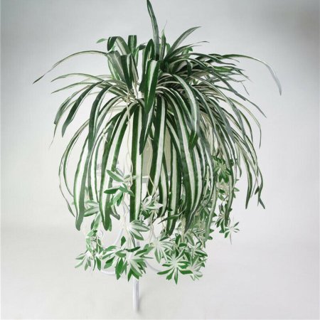 Цветок хлорофитум