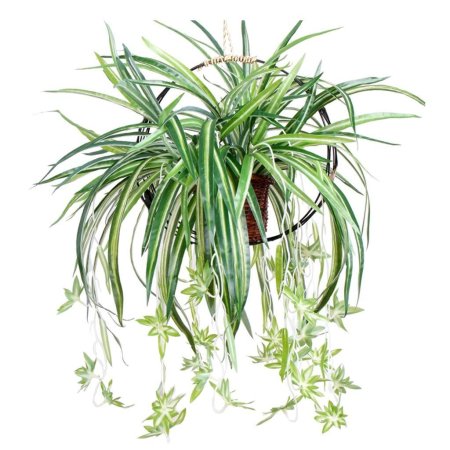 Chlorophytum comosum