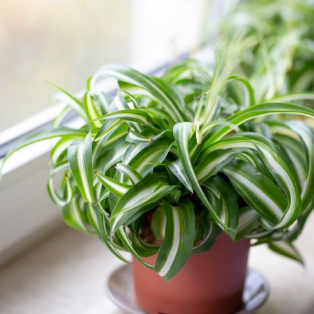 Хлорофитум хохлатый chlorophytum comosum