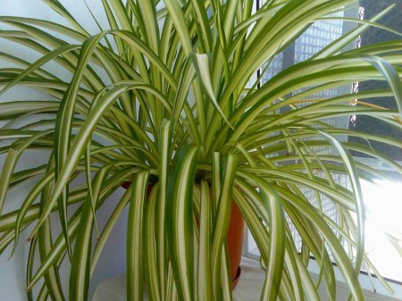 Хлорофитум комосум вариегата