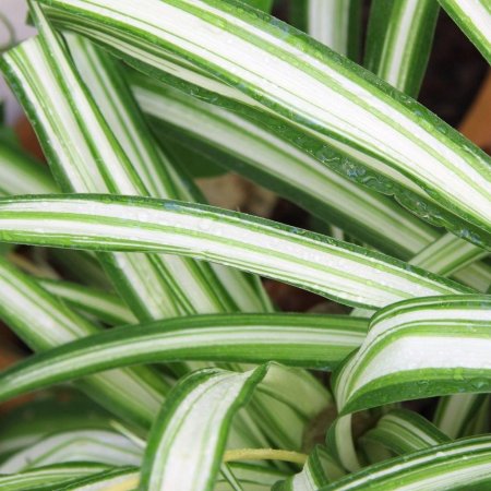 Хлорофитум виттатум