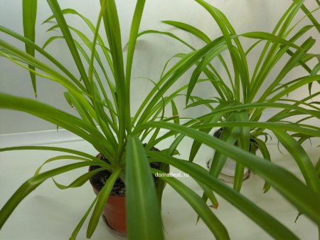 Хлорофитум осока