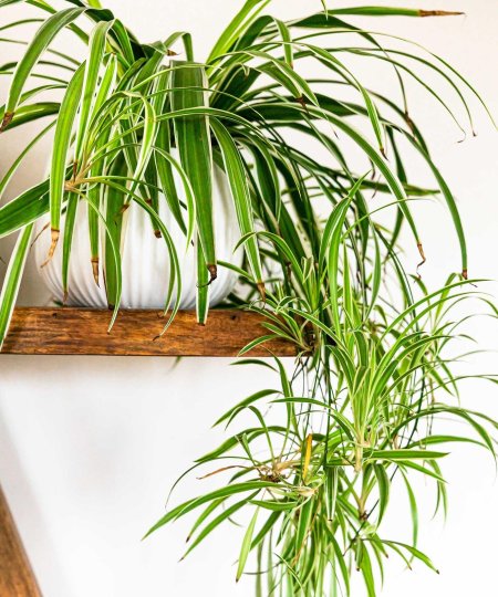 Хлорофитум хохлатый