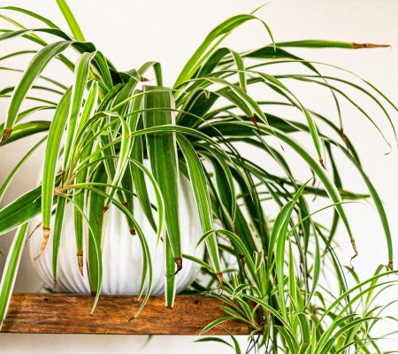 Хлорофитум хохлатый