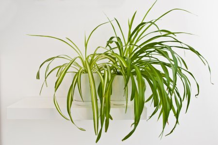 Хлорофитум хохлатый chlorophytum comosum