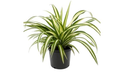 Хлорофитум вариегата