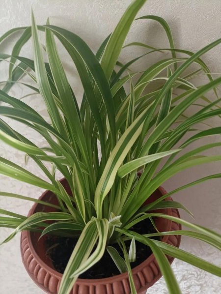 Хлорофитум лаксум