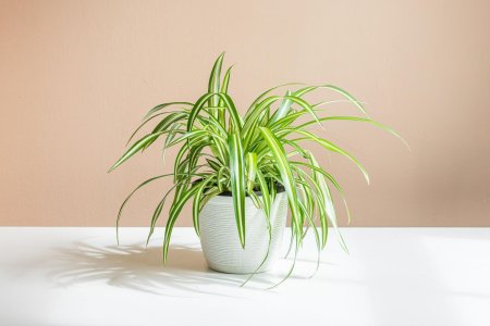 Хлорофитум хохлатый chlorophytum comosum