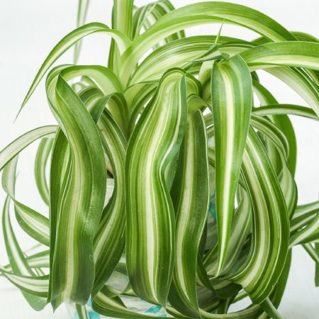 Хлорофитум бонни