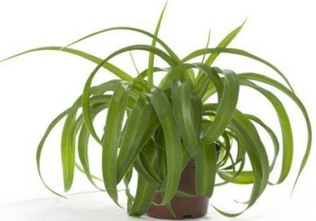 Хлорофитум бонни грин