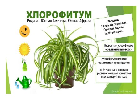 Комнатное растение хлорофитум
