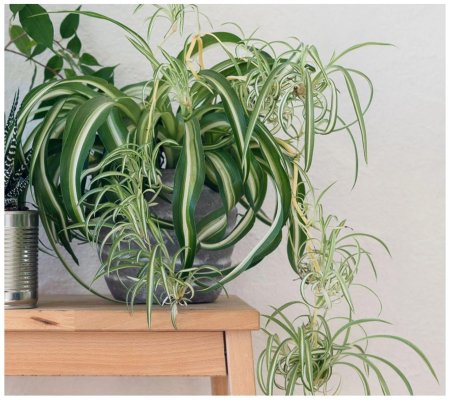 Хлорофитум в современном интерьере