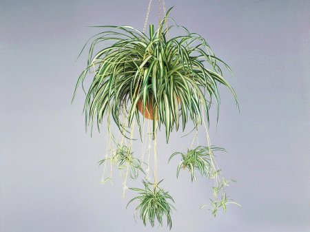 Chlorophytum variegatum