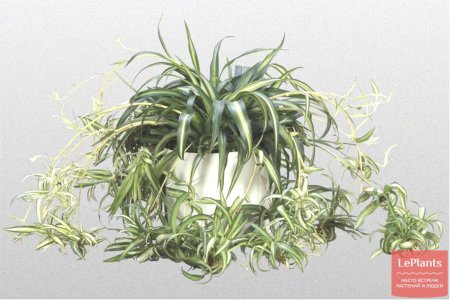 Хлорофитум хохлатый chlorophytum comosum