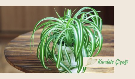 Хлорофитум хохлатый