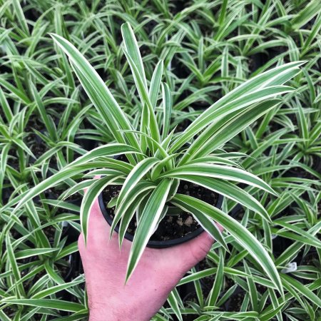 Spider plant chlorophytum comosum