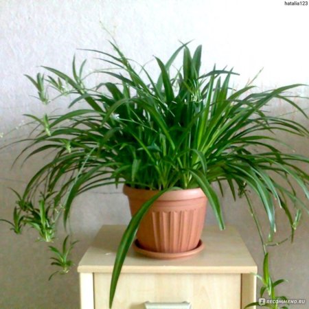 Хлорофитум обыкновенный