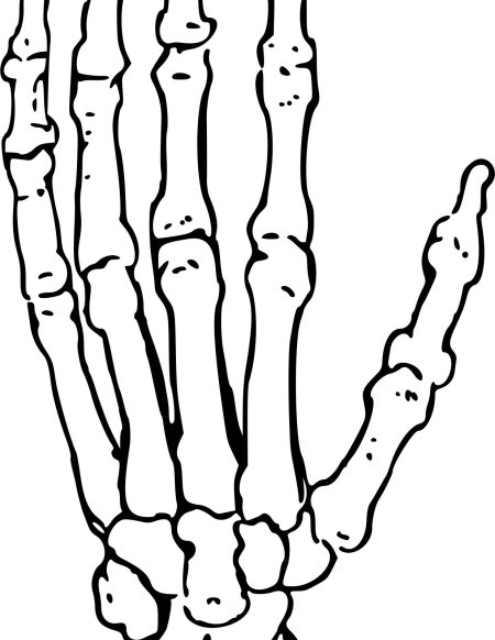 Рука скелет