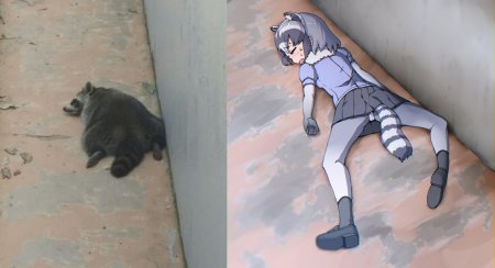 Kemono friends енот