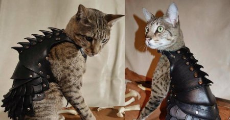 Доспех для кота
