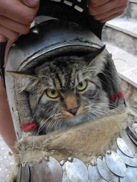 Кот в шлеме