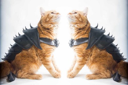 Кошачьи доспехи
