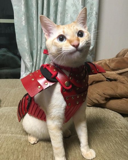 Кот в самурайских доспехах