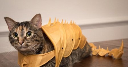 Кот в доспехах