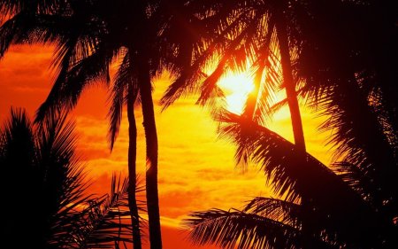 Закат пальмы