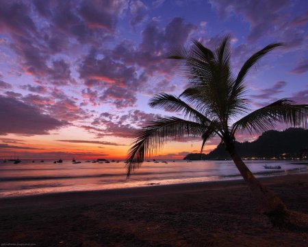 Море пальмы закат