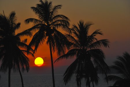 Закат пальмы