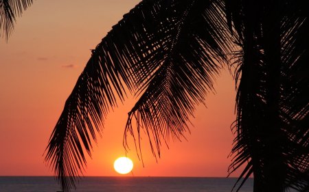 Море пальмы закат