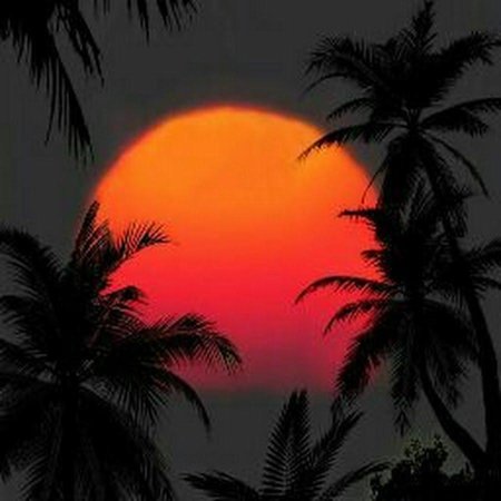 Закат с пальмами