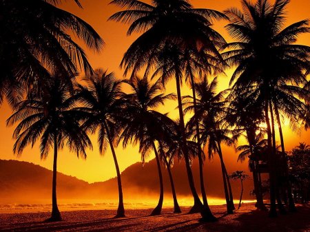 Тропикал палмс гоа