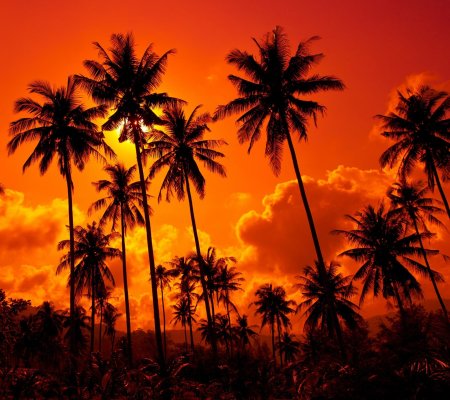 Тропикал палмс гоа