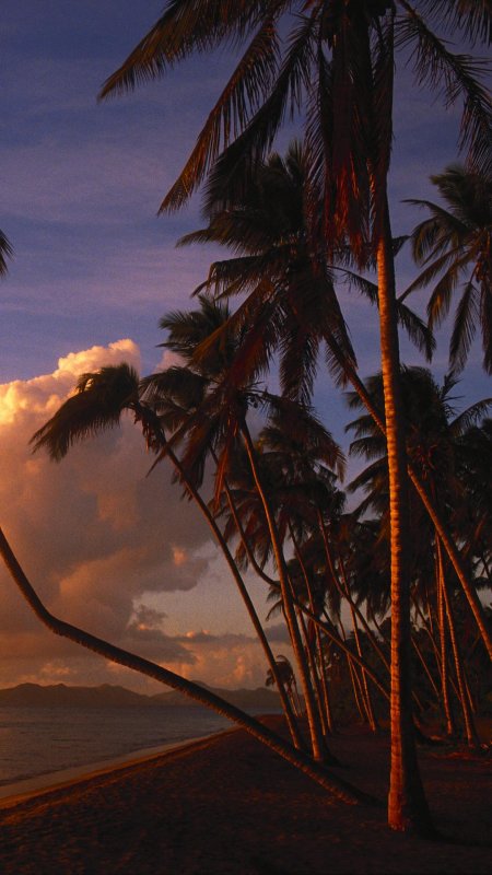 Пальмы закат