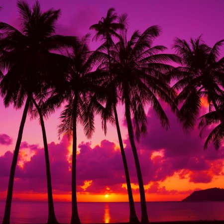 Розовые пальмы