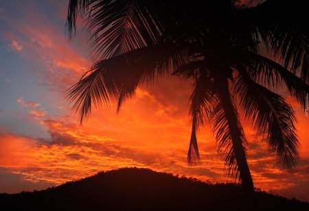 Закат пальмы
