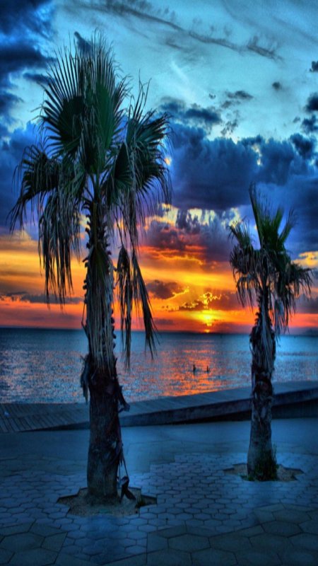 Пальмы вечер