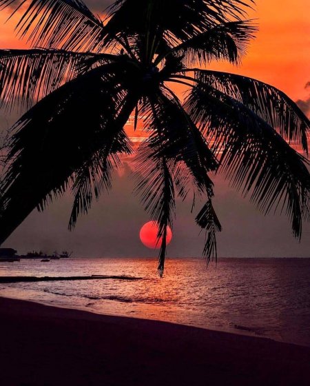 Море пальмы закат