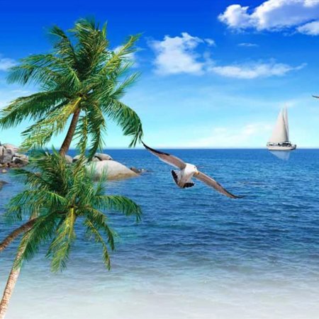 Море пальмы чайки