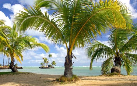 Пляж море пальмы