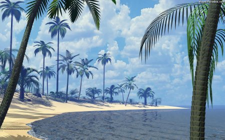 Море пальма