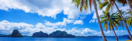 Пальма море