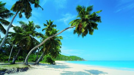 Пальма пляж