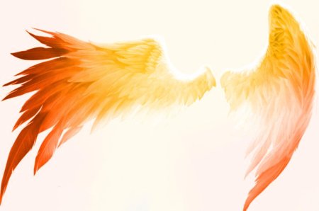 Красивые крылья