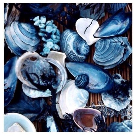 Синяя ракушка