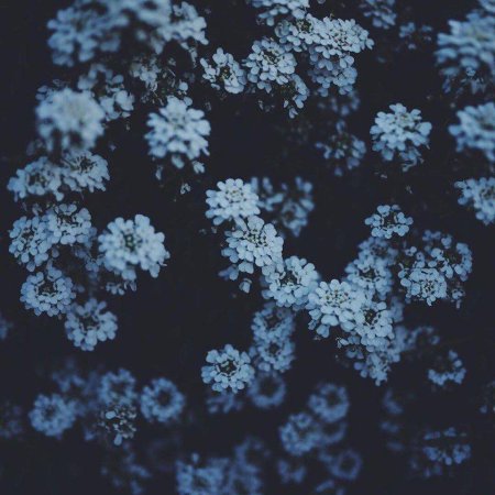 Эстетика голубая