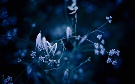 Темно синие цветы