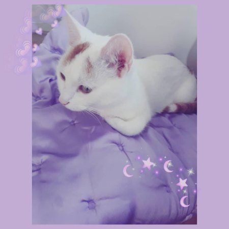 Котики эстетика милые